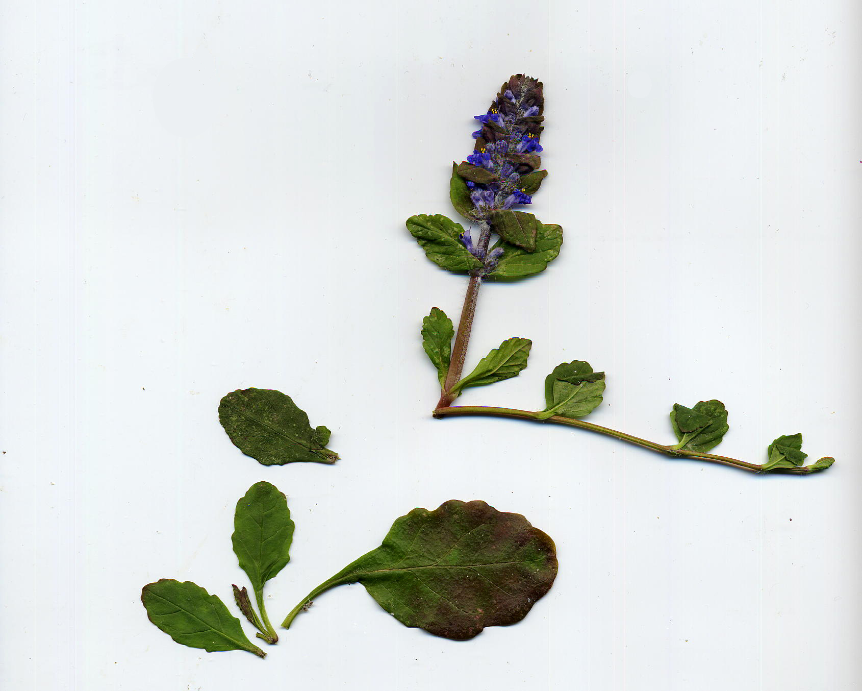 AJUGA REPTANS L. - bugola/erbario